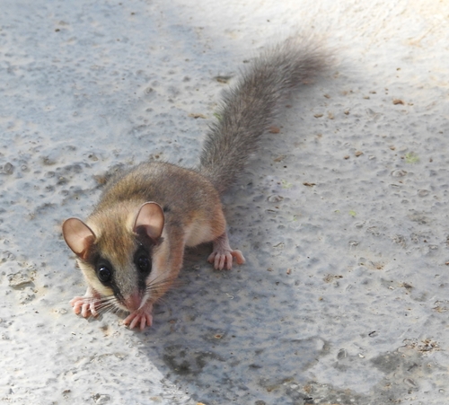 Eurasian Forest Dormouse