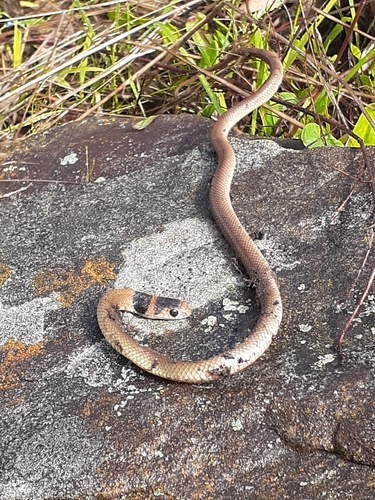 Eastern Brown Snake sighting