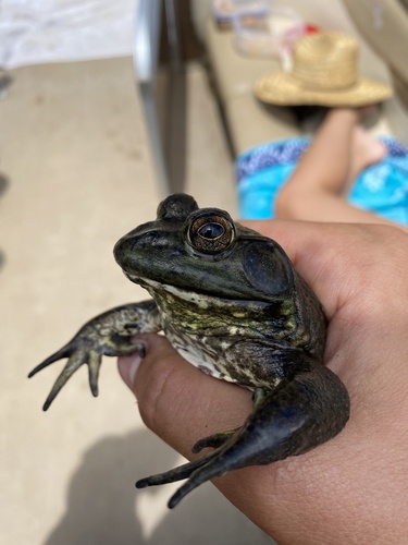 iNaturalist observation photo of American Bullfrog