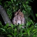 Giant Scops-Owl - Photo (c) Rowell Lemente Taraya (Ron), all rights reserved, uploaded by Rowell Lemente Taraya (Ron)