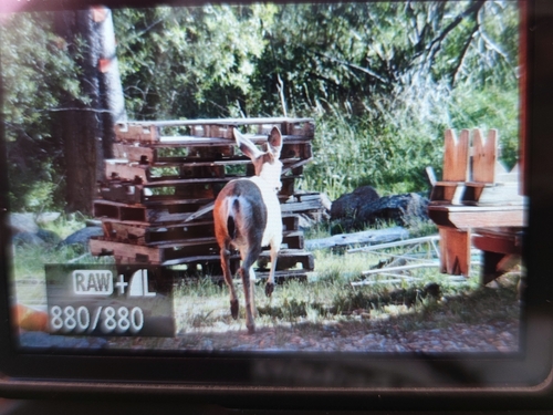 iNaturalist observation photo of Mule Deer