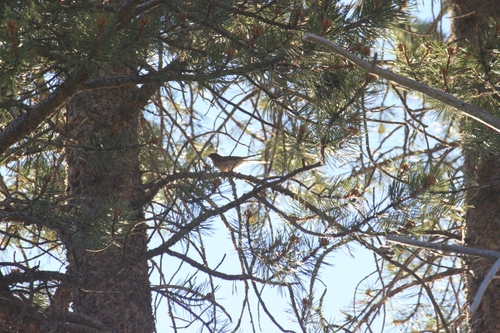 iNaturalist observation photo of Dark-eyed Junco