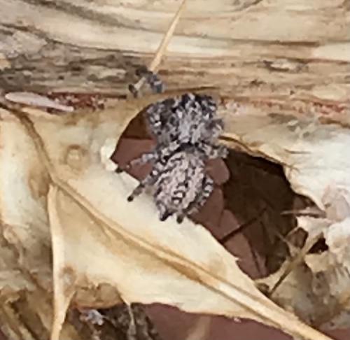 Hirsute Paradise Spider