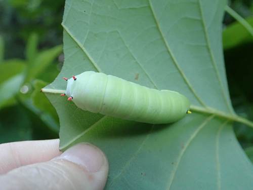 Tulip-tree Silkmoth