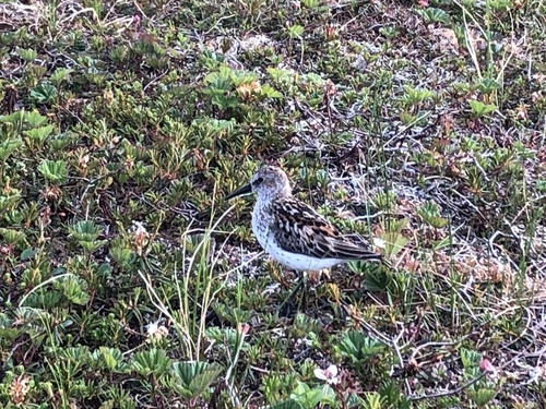 Western Sandpiper