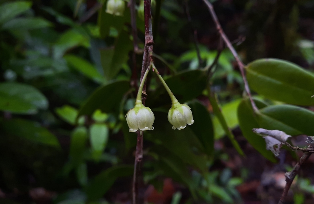 Vaccinium dialypetalum (Vaccinium dialypetalum)