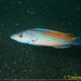 Cuckoo Wrasse - Photo (c) tamsynmann, all rights reserved