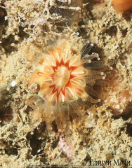 Caryophyllia smithii image