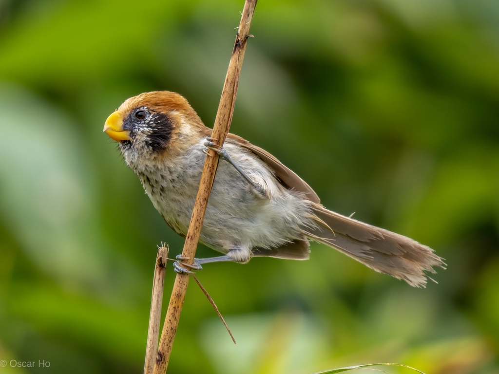 Spot-breasted Parrotbill (Paradoxornis guttaticollis) photo