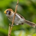 Spot-breasted Parrotbill - Photo (c) Oscar Ho, all rights reserved, uploaded by Oscar Ho