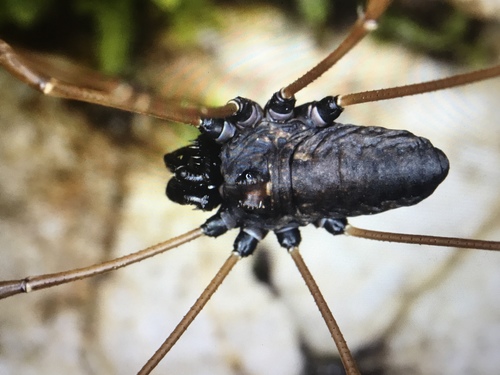 Platybunus pinetorum