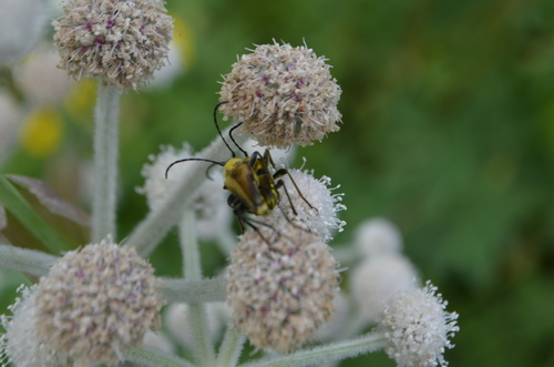 iNaturalist observation photo of Yellow Velvet Beetle