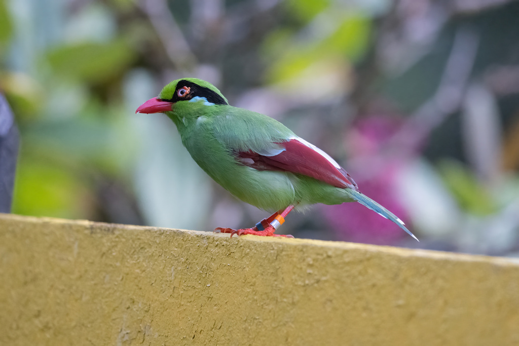 Bornean Green-Magpie (Cissa jefferyi) photo