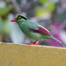 Bornean Green-Magpie - Photo (c) Mike Hooper, all rights reserved, uploaded by Mike Hooper