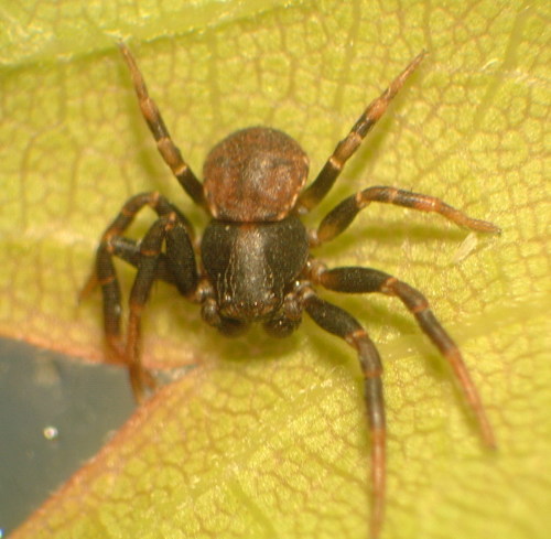 Leaflitter Crab Spiders