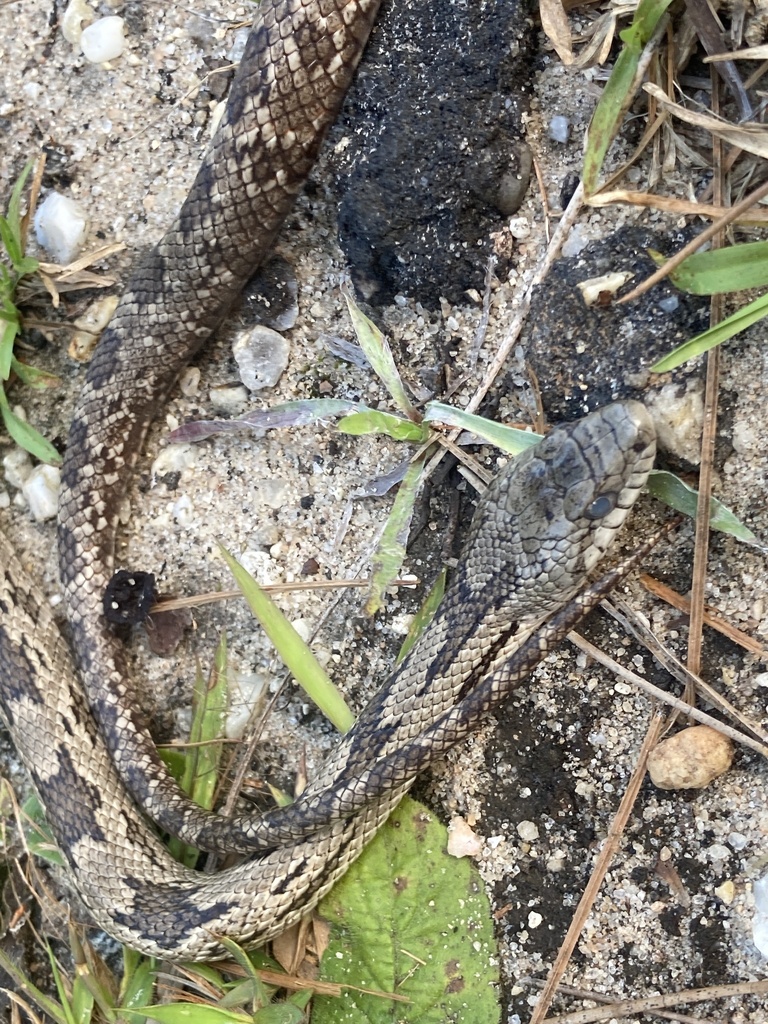 Gray Ratsnake from Blackwater River State Park, Holt, FL, US on June 4 ...