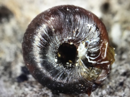 rock snail