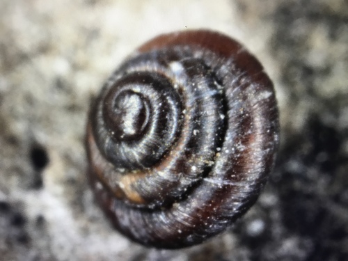 rock snail