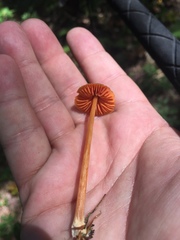 Entoloma quadratum image