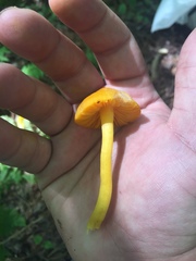 Humidicutis marginata image