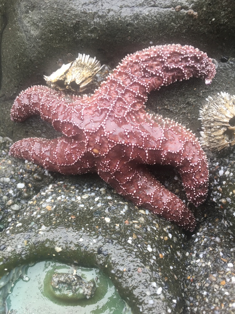 ochre-sea-star-from-north-pacific-ocean-ca-us-on-july-17-2022-at-10