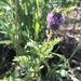 Leafy Prairie Clover - Photo (c) aparm7, all rights reserved