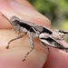 Melanoplus indicifer - Photo (c) Brandon Woo, todos los derechos reservados, subido por Brandon Woo