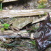 Banhado Frog - Photo (c) Adolf Carl Krüger, all rights reserved, uploaded by Adolf Carl Krüger