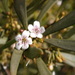 Myoporum acuminatum - Photo (c) jcgreen6gmailcom, όλα τα δικαιώματα διατηρούνται