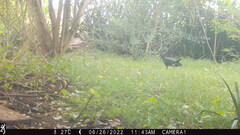 Coragyps atratus image