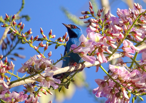 Blue Dacnis
