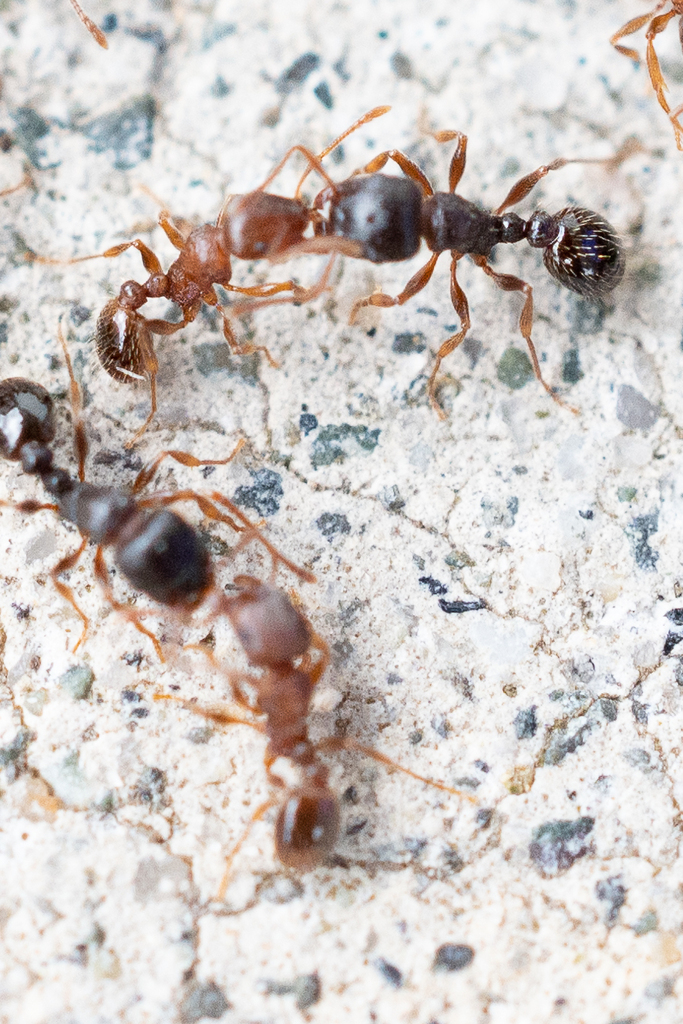 Immigrant Pavement Ant from Campbell River, BC, Canada on July 18, 2022 ...