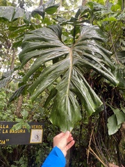 Philodendron findens image