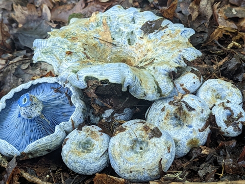indigo milk cap