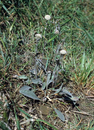 Wakanui woollyhead (Craspedia diversicolor)
