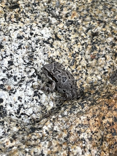 iNaturalist observation photo of Pacific chorus frog