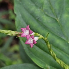 Spigelia hamelioides image