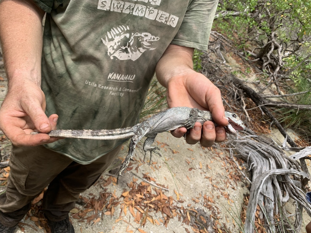 Baker's Spiny-tailed Iguana in July 2022 by Jeffrey Simeon. With Tom ...