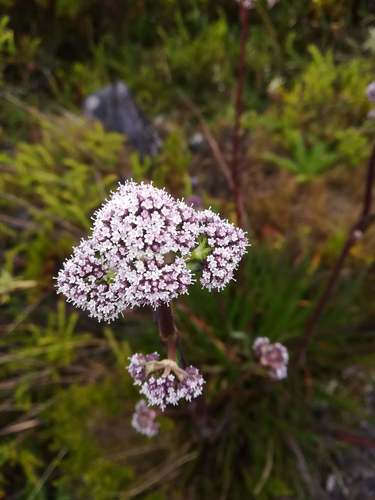 Valeriana pilosa image