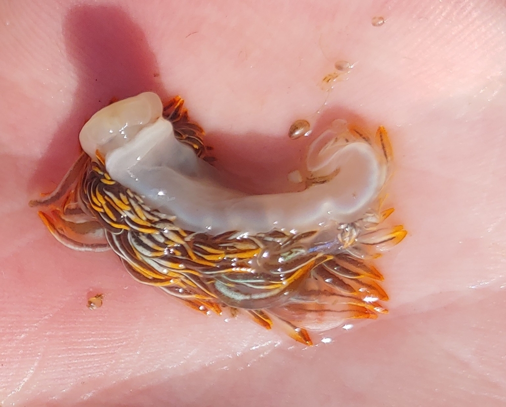 horned-nudibranch-from-bamfield-marine-sciences-centre-on-july-18-2022