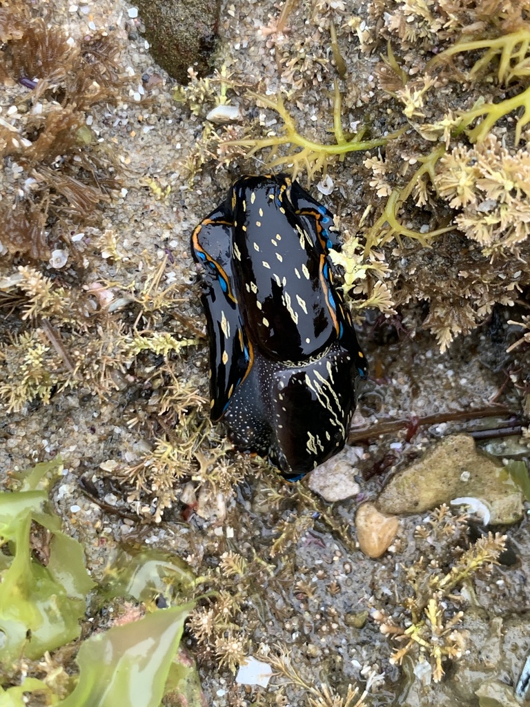 California Aglaja from North Pacific Ocean, San Diego, CA, US on July