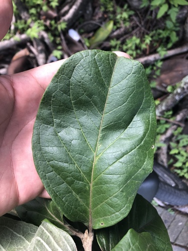 Bunchosia macrophylla image