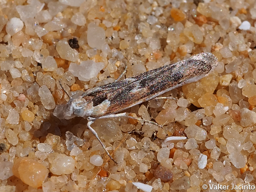 Ancylosis arenosella