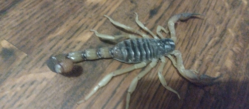 Hadrurus pinteri