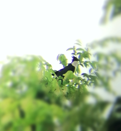 Pied Cuckoo