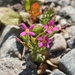 Lesser Centaury - Photo (c) dida fex, all rights reserved, uploaded by dida fex