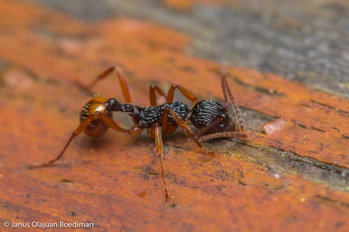 小美红蚁Myrmica pulchella
