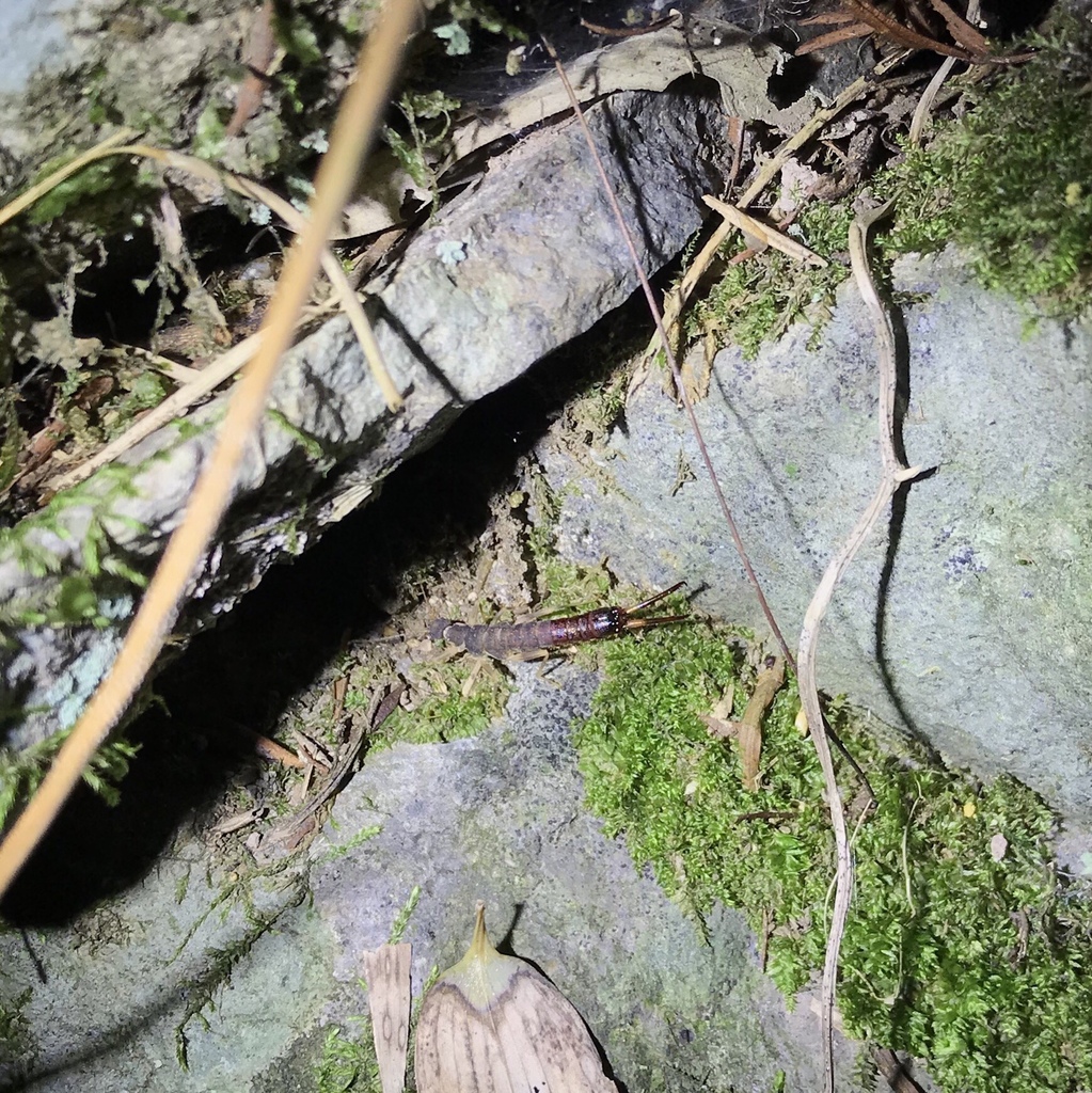 Challia Insect Challia fletcheri from 德清县, 湖州市, 浙江省, CN on July 18, 2022 at 09:50 PM ...
