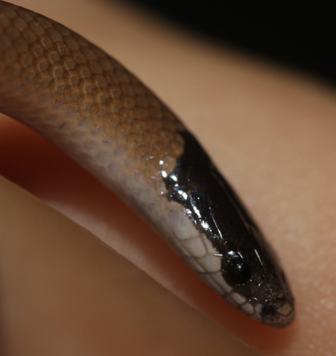 Plains Black-headed Snake
