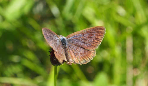 Dusky Large Blue